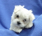 camada de bichon maltes - mejor precio | unprecio.es