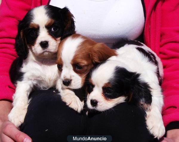 CAVALIER KING CACHORROS 400€