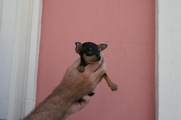 Excelentes cachorros de raton de praga