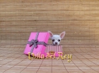 Regalate un Chihuahua de Bolsillo - mejor precio | unprecio.es