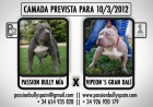 cachorros american bully - mejor precio | unprecio.es