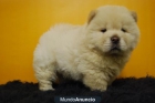 CACHORROS DE CHOW CHOW - mejor precio | unprecio.es