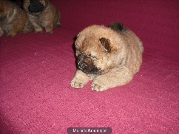 CHOW CHOW.PRECIOSA CAMADA