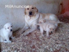 Labradores retrievers desde 450e - mejor precio | unprecio.es