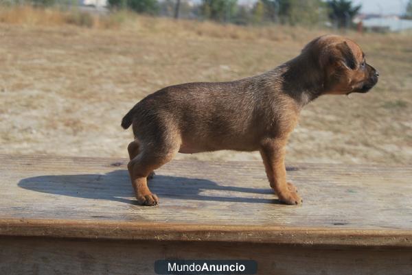 MINI PINSCHER CACHORROS CON 2 MESES DISPONIBLES MACHOS Y HEMBRAS