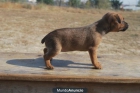 MINI PINSCHER CACHORROS CON 2 MESES DISPONIBLES MACHOS Y HEMBRAS - mejor precio | unprecio.es