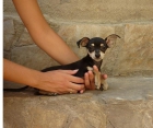 Oferta de macho mini de Chihuahua - mejor precio | unprecio.es