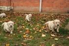 VENDO PRECIOSOS CACHORROS GOLDEN RETRIEVER - mejor precio | unprecio.es