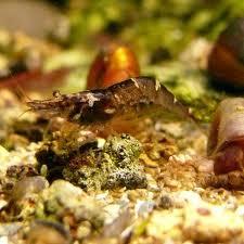 15 gambas acuario X 15 euros con envío 24 H incluido!