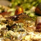 15 gambas acuario X 15 euros con envío 24 H incluido! - mejor precio | unprecio.es