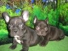 bulldog frances - mejor precio | unprecio.es