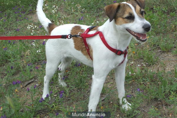 busco novio paa jacjk russell parson terrier