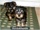 CRIADORES DE YORKSHIRE TERRIER ALTA SELECCIÓN - mejor precio | unprecio.es