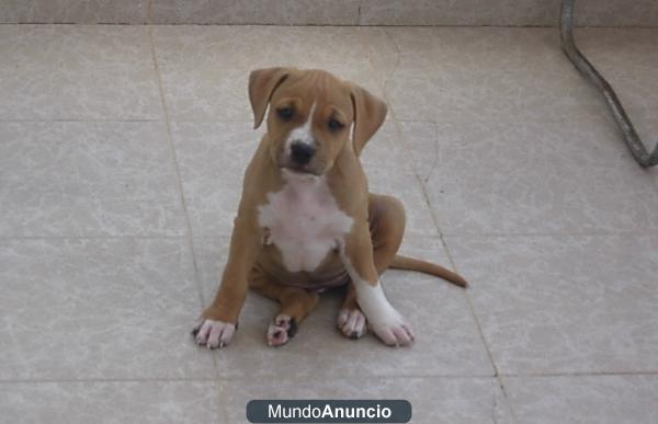 hembra de american staffordshire terrier con pedigree en venta
