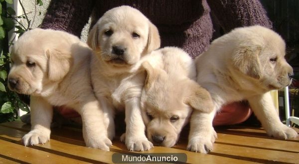 LABRADORES CON BUENAS ANGULACIONES