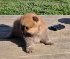 PRECIOSO CACHORRO DE POMERANIA - mejor precio | unprecio.es