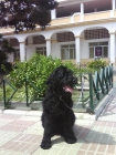 SE VENDE CACHORRO DE TERRIER RUSO NEGRO - mejor precio | unprecio.es
