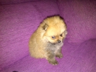 Se venden cachorritos pomerania - mejor precio | unprecio.es