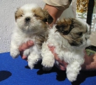 SHIH TZU, VENTA, MADRID 350€ - mejor precio | unprecio.es