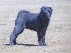 cachorro de sharpei azul - mejor precio | unprecio.es