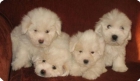 Cachorros Coton de Tulear con Pedigree - mejor precio | unprecio.es