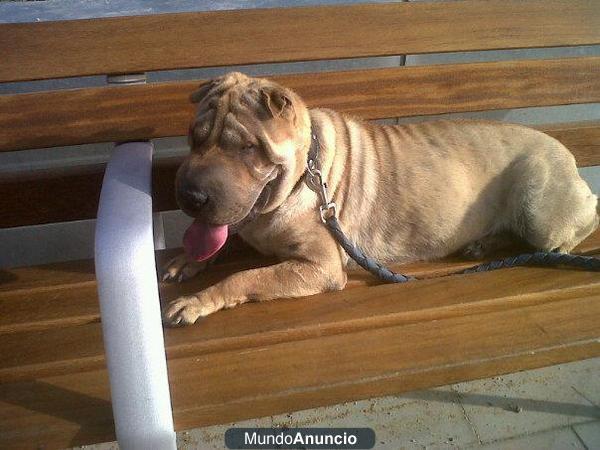 CRUZO SHAR PEI JAPONES