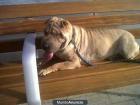 CRUZO SHAR PEI JAPONES - mejor precio | unprecio.es