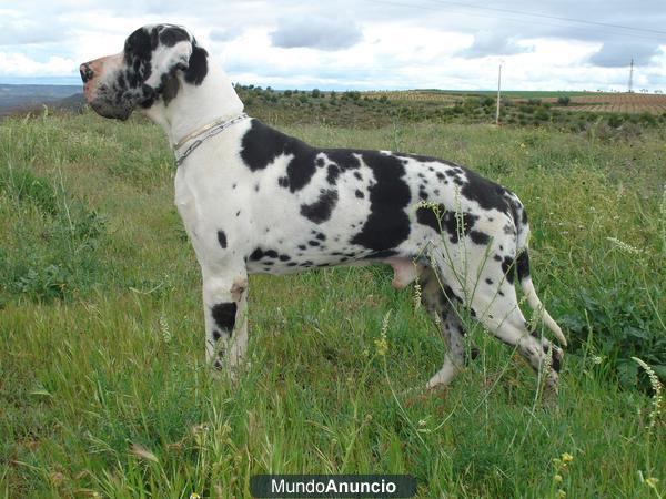 DOGO ALEMAN ARLEQUIN PARA MONTAS