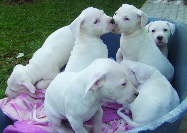 Dogo argentino cachorros de forma gratui