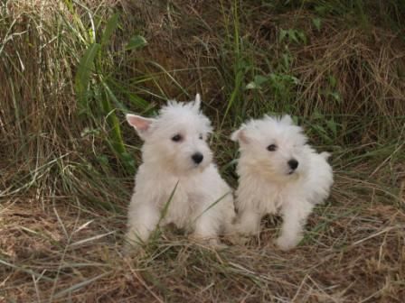 Estupendos cachorros de Westy. Coruña