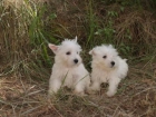 Estupendos cachorros de Westy. Coruña - mejor precio | unprecio.es