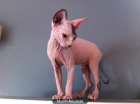 GATOY SPHYNX O ESFINJE - mejor precio | unprecio.es