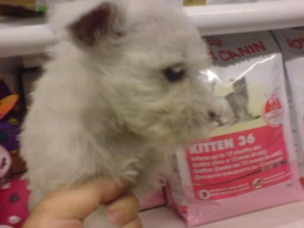 Perros pequeños y medianos, perros, cachorros, criadero, venta.   Cocker, Bichón Frise, Jack Russell, Kyi Leo, Lhasa Aps