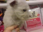 Perros pequeños y medianos, perros, cachorros, criadero, venta. Cocker, Bichón Frise, Jack Russell, Kyi Leo, Lhasa Aps - mejor precio | unprecio.es