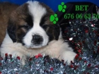 Preciosos San bernardo , garantia veterinaria - mejor precio | unprecio.es