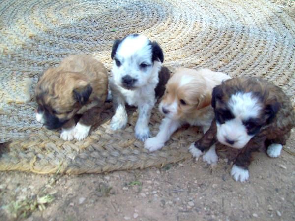 REGALO PRECIOSOS CACHORRITOS MESTIZOS DE RAZA PEQUEÑA DE UN MES DE VIDA