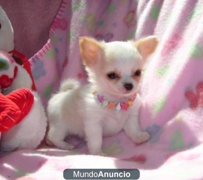 Regalo   Tea cup chihuahua cachorros