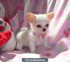 Regalo   Tea cup chihuahua cachorros - mejor precio | unprecio.es