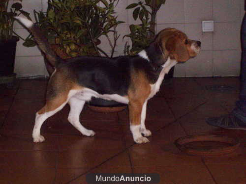 Romel quiere ligar