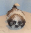 SHIH TZU PEDIGREE - mejor precio | unprecio.es