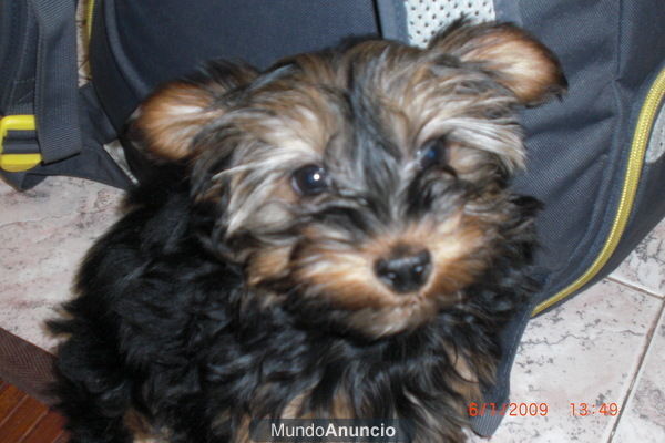 vendo perrita yorkshire terrier