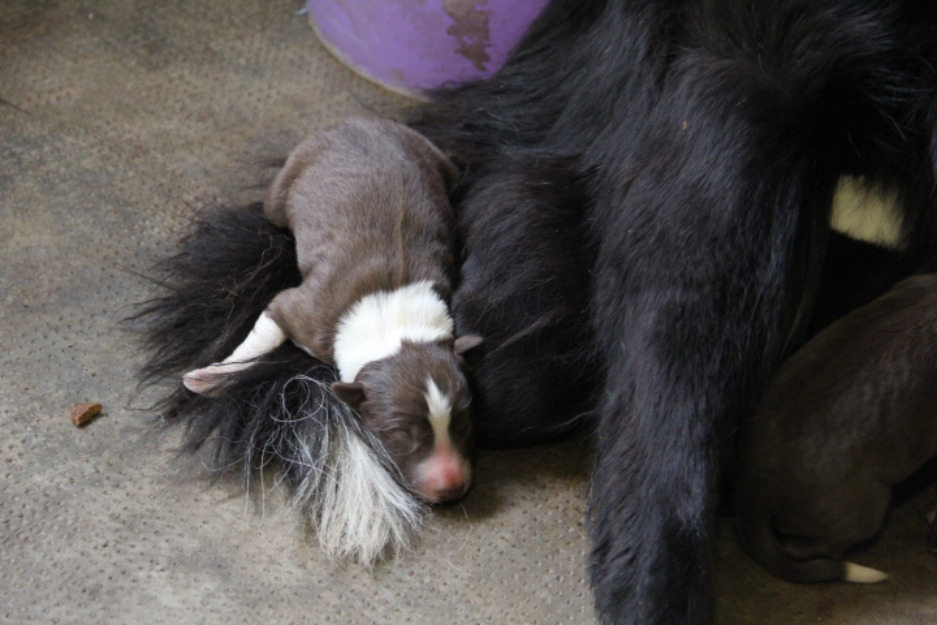 Border collies de raça