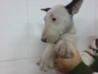 Bull Terrier cachorros en venta - mejor precio | unprecio.es