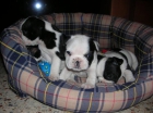 bulldog frances,bichon maltes,carlinos,minipinchers,westys etc - mejor precio | unprecio.es