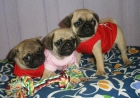 Cachorros de Carlino, los vendo a buen precio - Alicante - mejor precio | unprecio.es