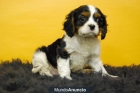 Cavalier King Preciosos Ejemplares con 2 meses bicolores y tricolores - mejor precio | unprecio.es