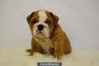 Disponibles cachorritos de Bulldog Ingles de primera calidad¡ - mejor precio | unprecio.es