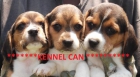 Excelentes cachorros de beagle - mejor precio | unprecio.es