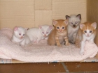Regalo gatitos - mejor precio | unprecio.es