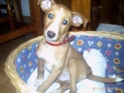 REGALO LINDO CACHORRITO DE PODENCO! - mejor precio | unprecio.es